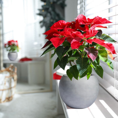 DreamPatio Riverside Fiberstone Modern Sphere Planter per interni/esterni